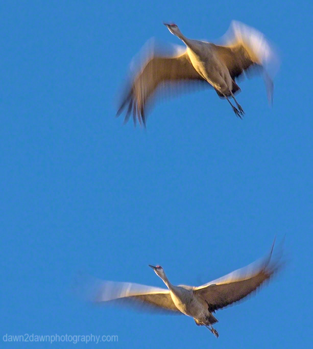 Sandhill Cranes
