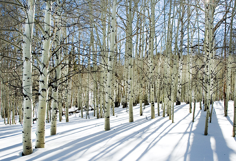 ASPENS IN SNOW