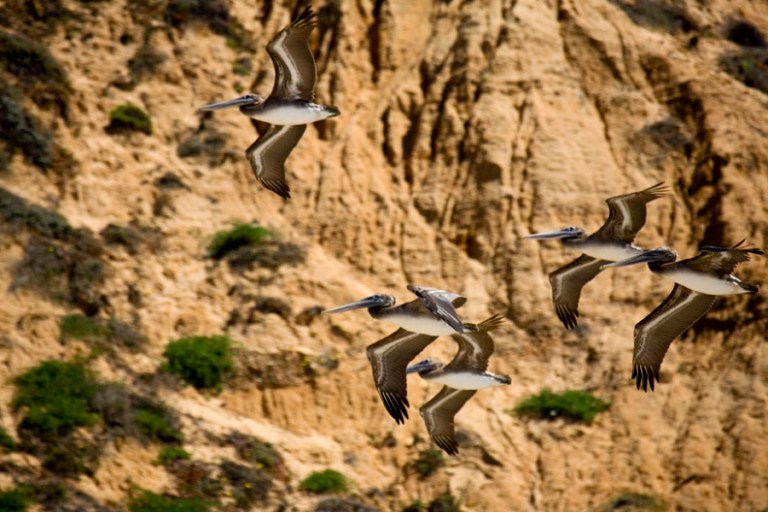 BROWN PELICANS