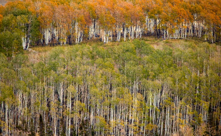 Kolob Aspens