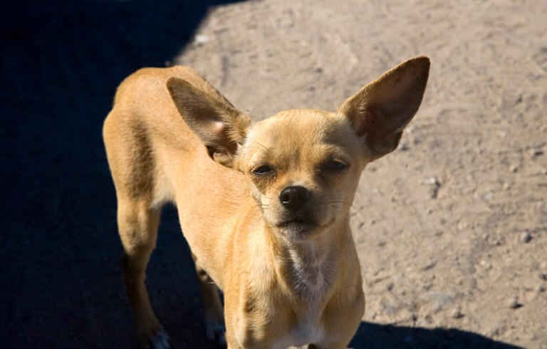MEXICAN CHIHUAHUA