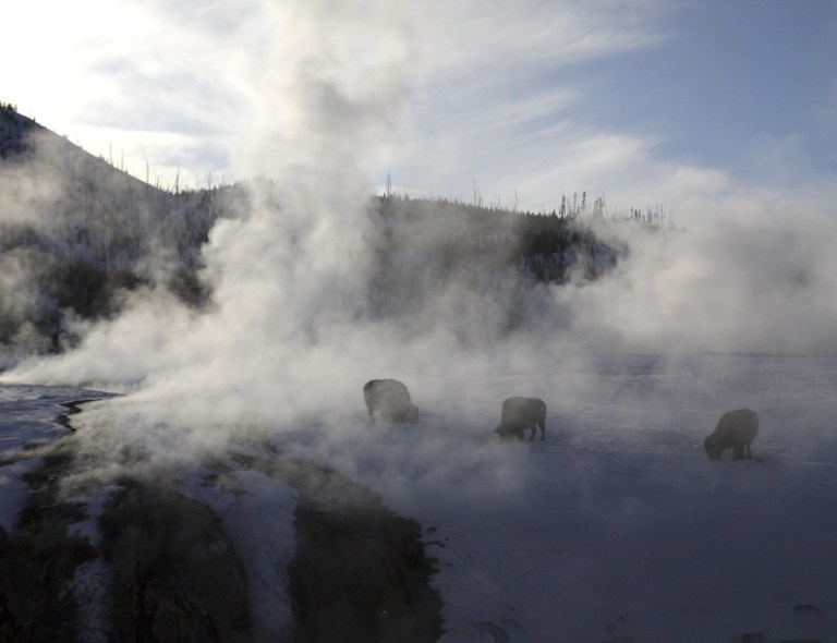Yellowstone bison get some relief from the warm steam from nearby hot springs.