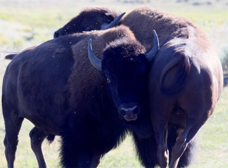 BULL BISONS WRESTLING