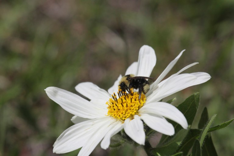 WHITE-RAYED MULE'S EARS