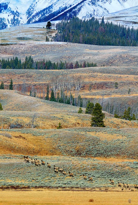 Elk heard heading to higher ground.