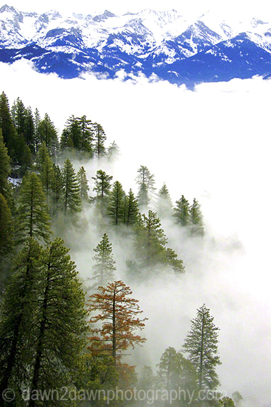 GIANT FOREST FROM MORO ROCK