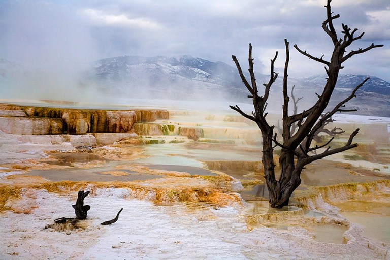 The landscape is always changing as trees come and go for a variety of reasons.