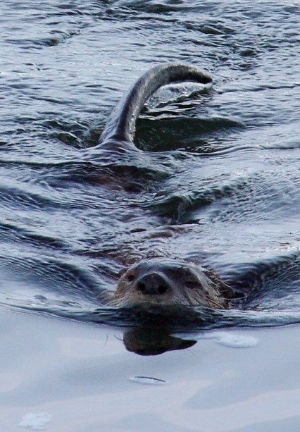 Otter's head and tail