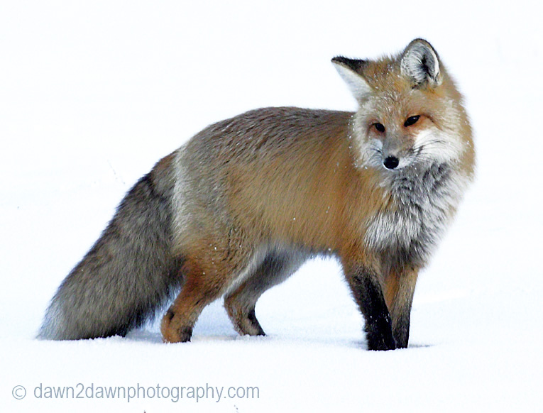 Yellowstone Red Fox