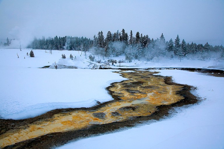 Hot water from a nearby geyser penetrates the winter scene at Yellowstone