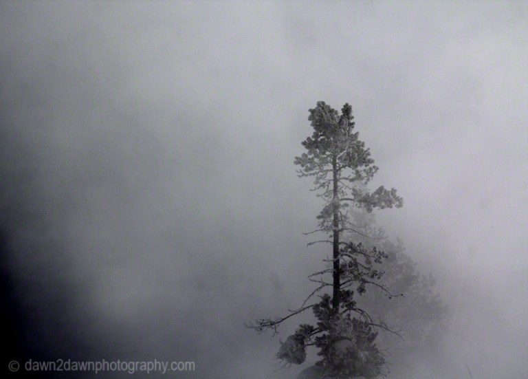 A lonely pine stands out from the steamy landscape at West Thumb Geyser Basin