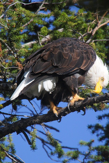 BALD EAGLE BENT OVER