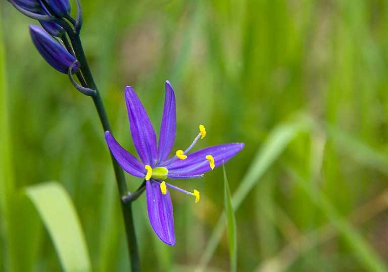 And colorful flowers.