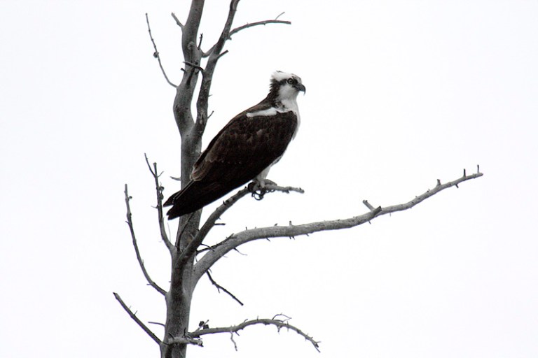 OSPREY ON ITS PERCH