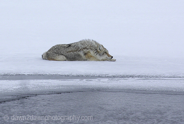 A coyote waits patiently along the Yellowstone River to surprise a river otter and its catch.