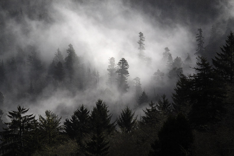 FOGGY OREGON FOREST