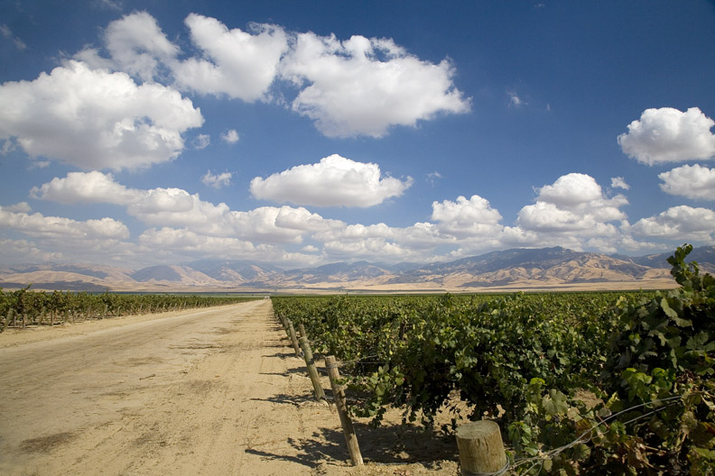 GRAPEVINES AND CLOUDS