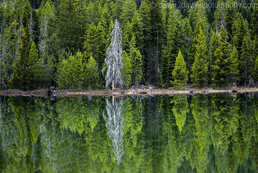 Teton Reflection