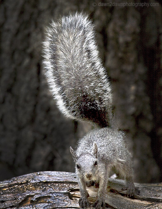 WESTERN GRAY SQUIRREL