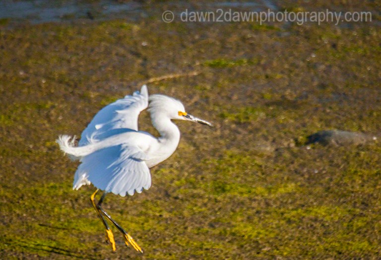 Snowy Egret_3578