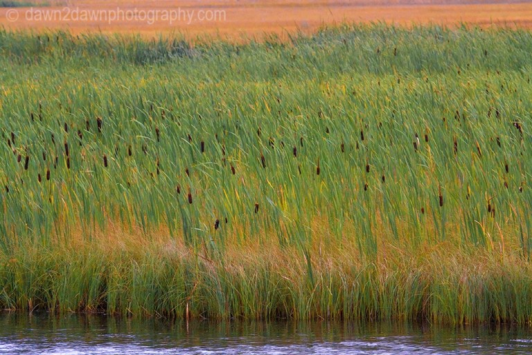 Teton Cattails