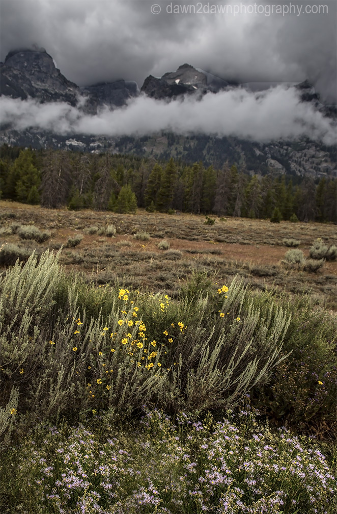 Flowers at The Tetons