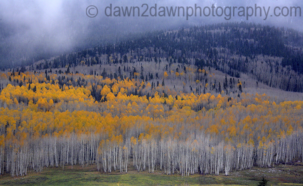 Colorado Aspens