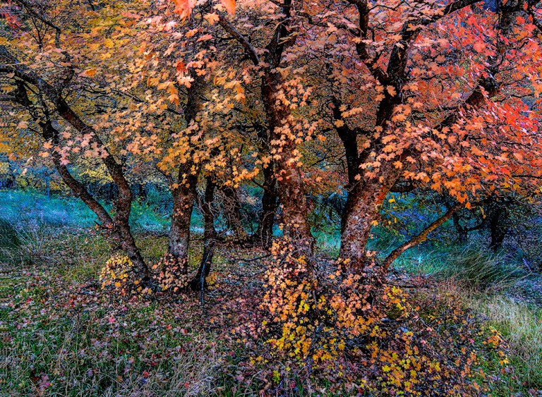 Zion's Fall Color