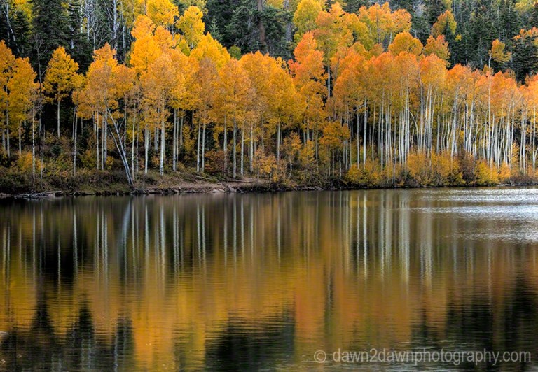 Kolob Aspens