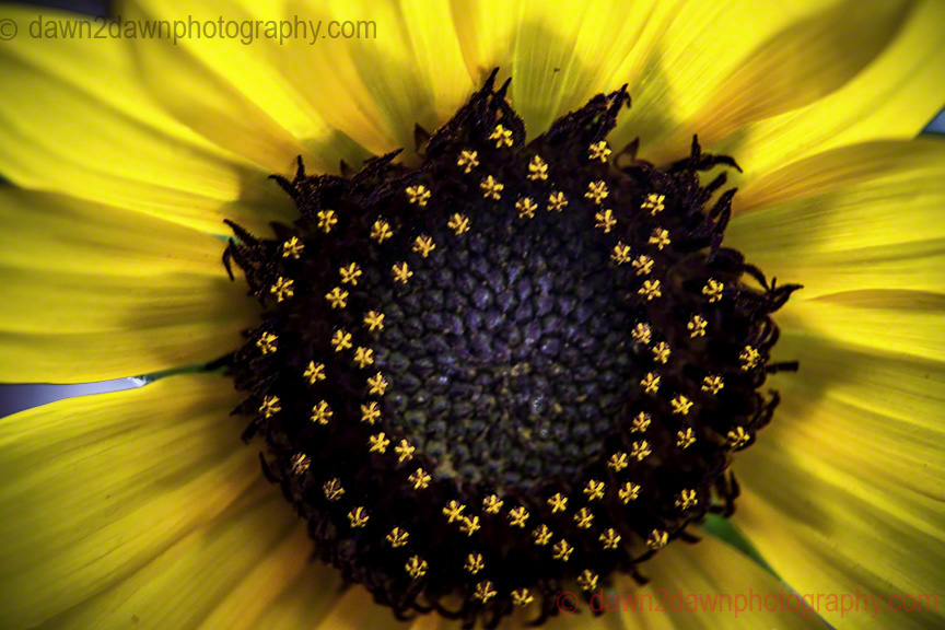 Sunflower Macro!