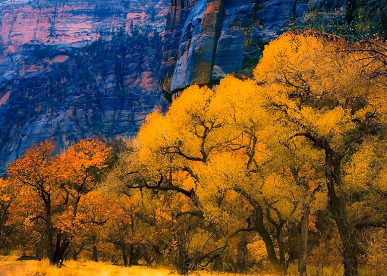 Autumn In Zion