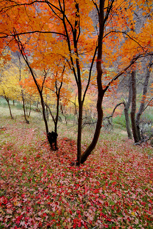 Zion Fall Color