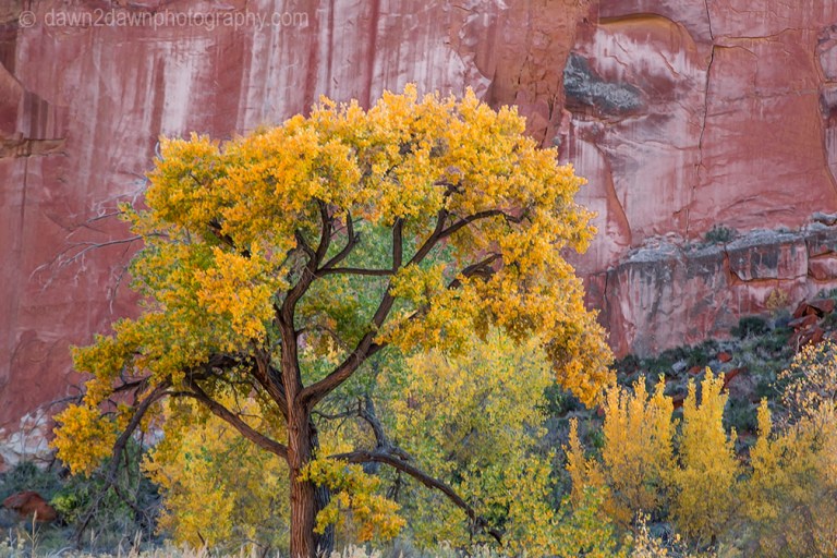 Capital Reef Fall