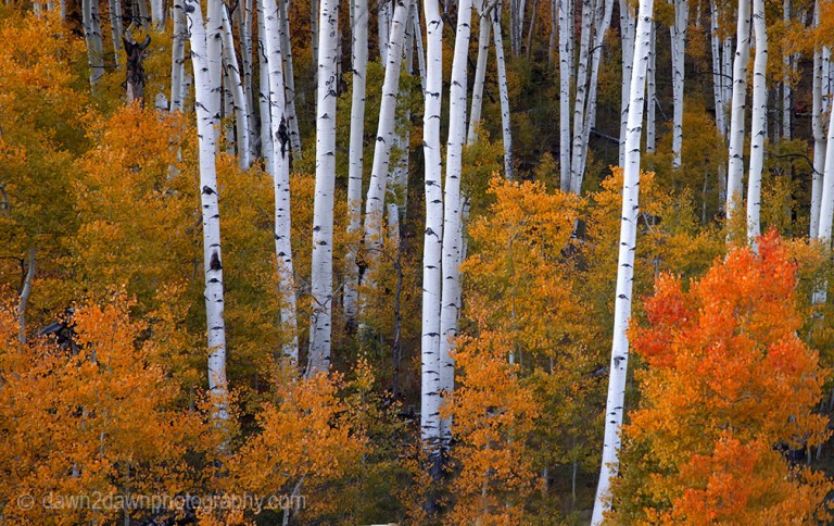 Utah Autumn