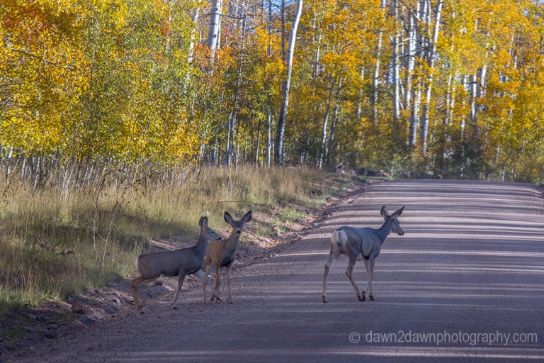 Utah Fall Deer_2100