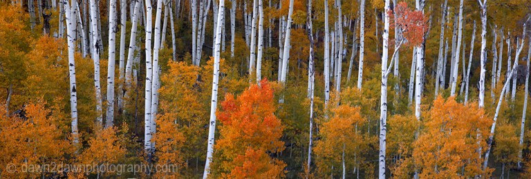 Utah Autumn