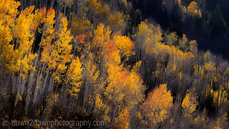 Utah Autumn