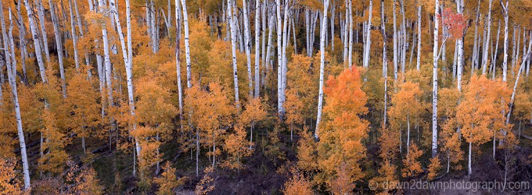 Utah Autumn