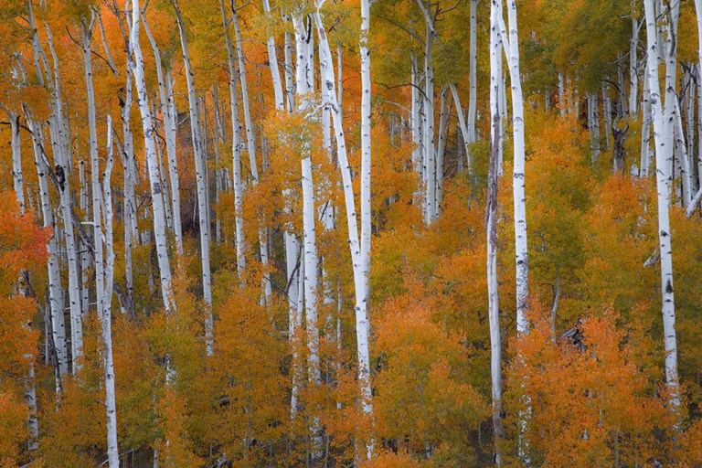 Utah Fall single_2788