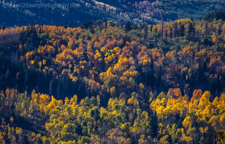Utah Autumn