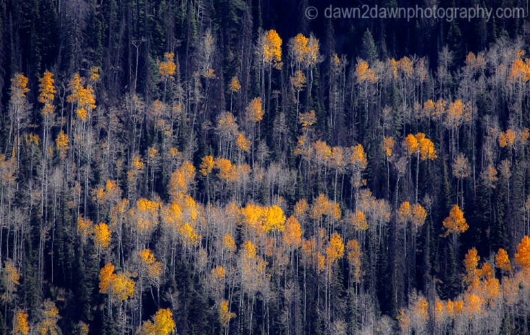 Utah Autumn