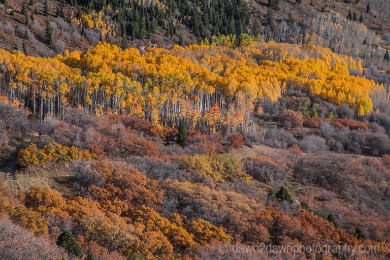 Utah Autumn