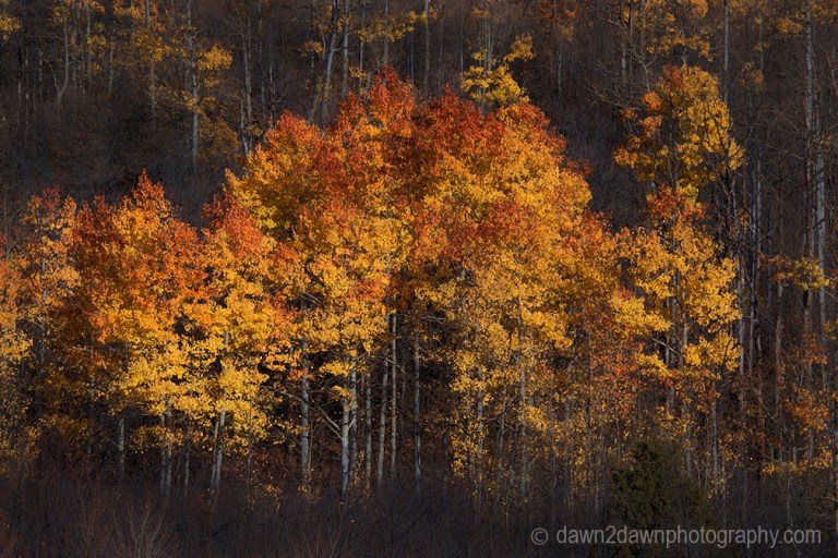 Utah Autumn