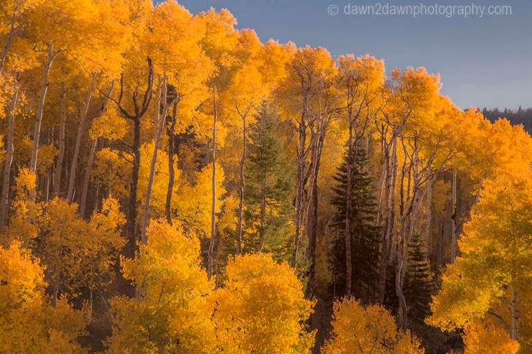 Utah Autumn