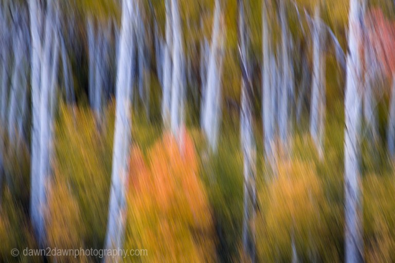 Utah Fall_2797