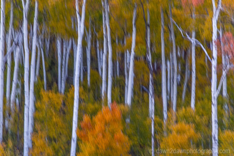 Utah Autumn