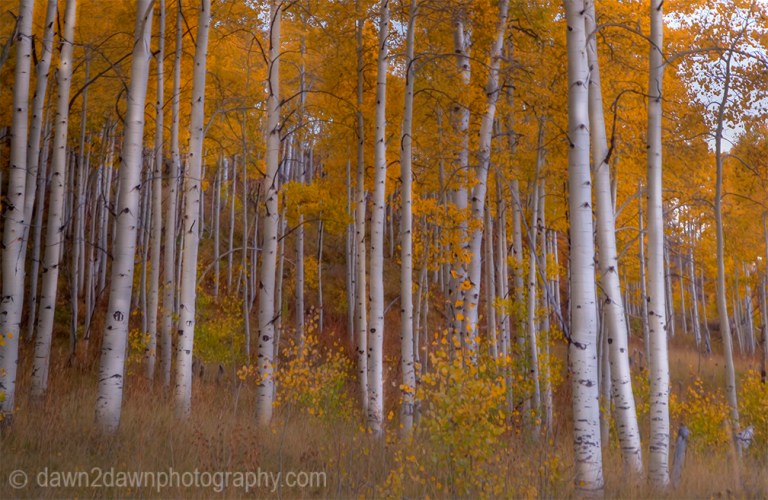 Utah Autumn