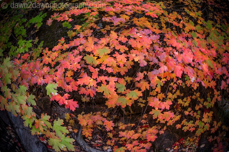 Zion's Echo Canyon Fall