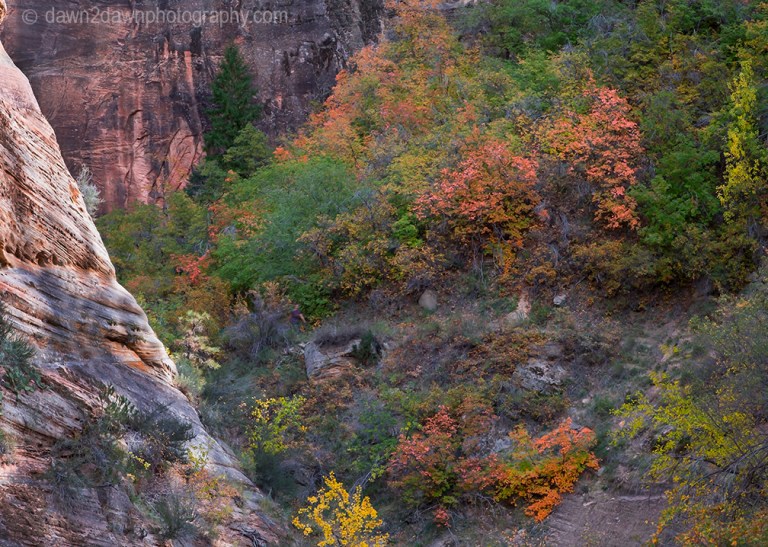 Zion's Echo Canyon Fall