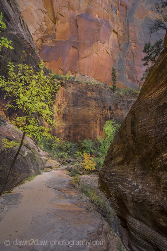 Zion's Echo Canyon Fall